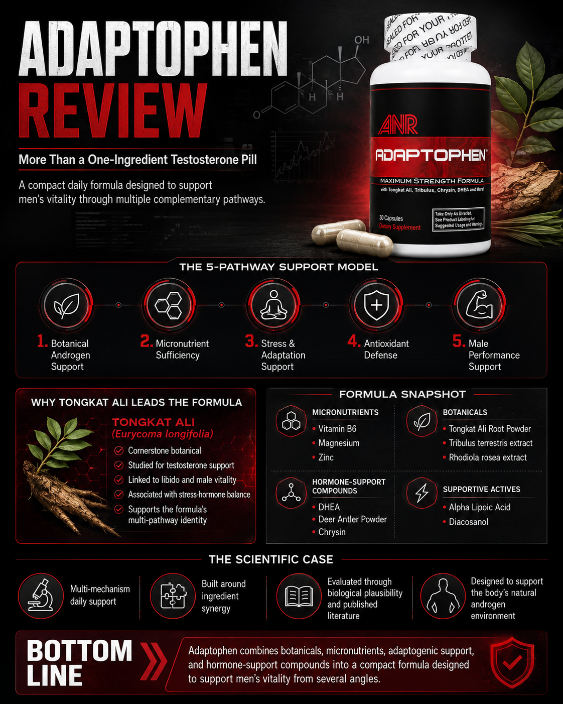 Adaptophen Review multi-pathway support infographic showing Tongkat Ali, DHEA, Tribulus, zinc, magnesium, Rhodiola rosea and five pathways for men’s vitality